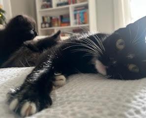 Enlarge Hadley, a ADOPTABLE Domestic Short Hair in Medfield, MA image 3/3