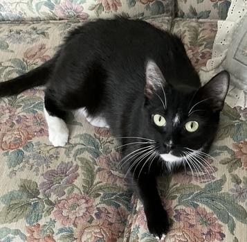 Hadley, ADOPTABLE, Young Female Domestic Short Hair.