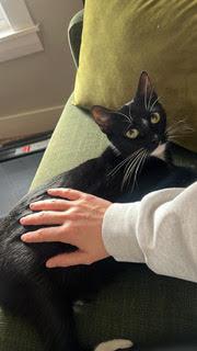 Enlarge Hadley, a ADOPTABLE Domestic Short Hair in Medfield, MA image 2/3