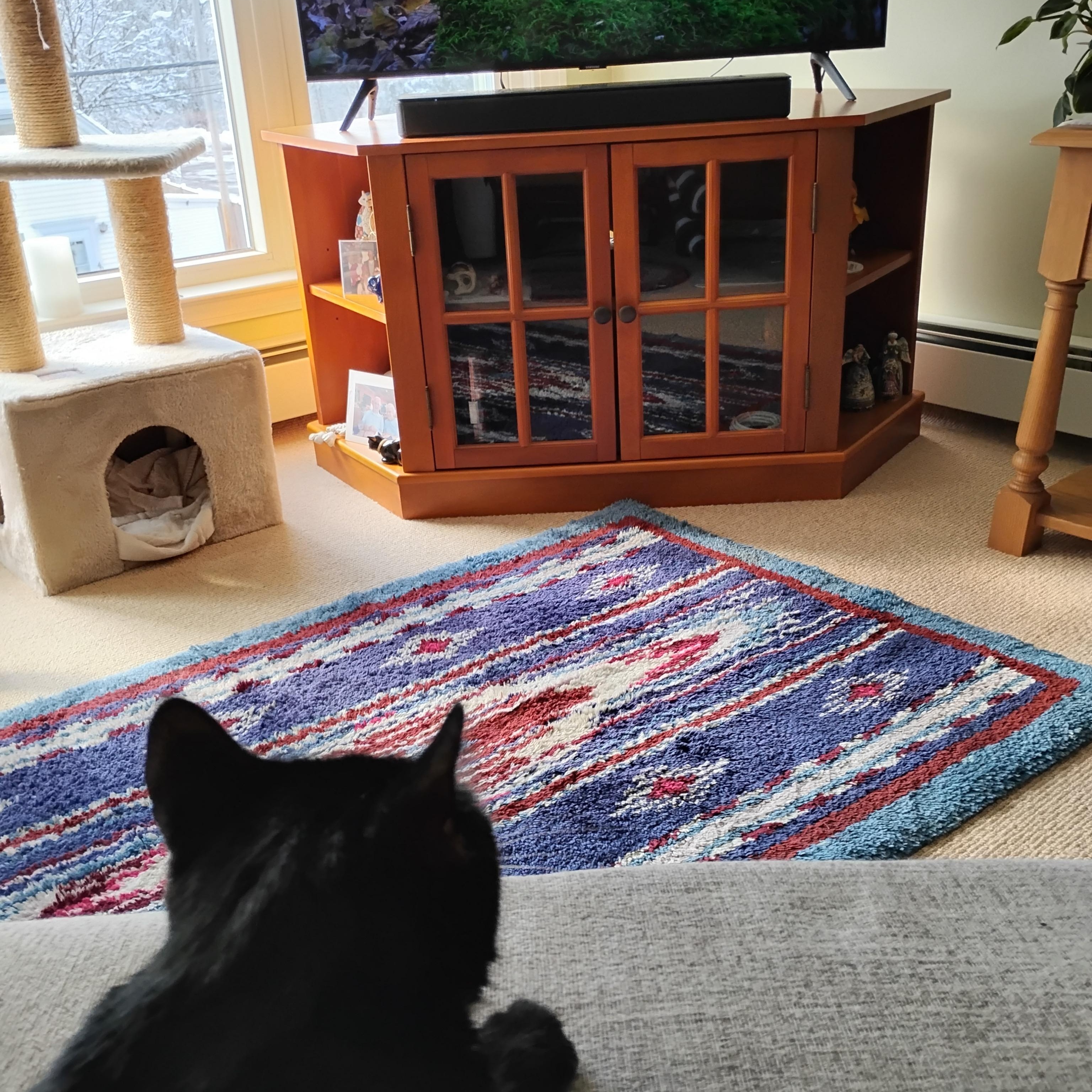 Enlarge Hadley, a ADOPTABLE Domestic Short Hair in Medfield, MA image 4/4