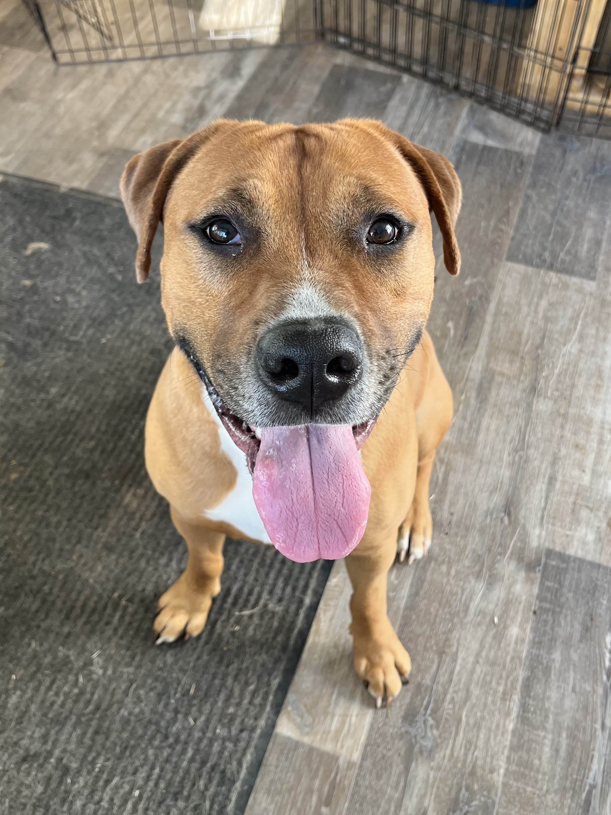 Tristan, Adopted, Adult Male Mastiff & Pit Bull Terrier.