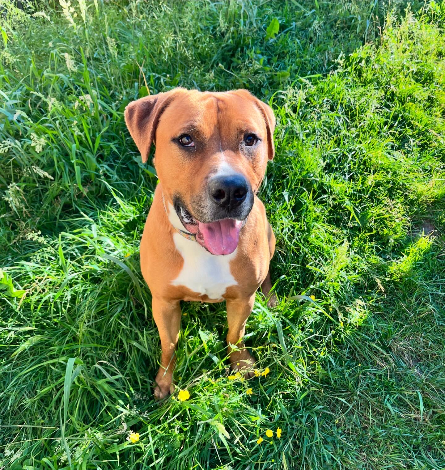 Tristan, a Adopted mixed breed in Greentown, PA image 4/6