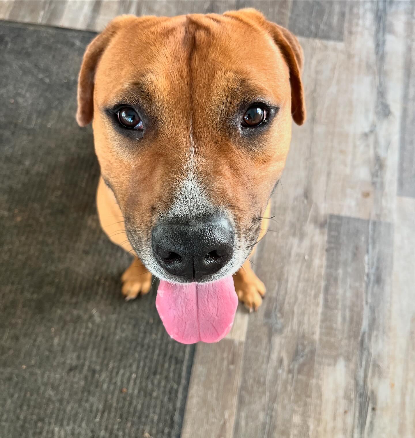 Tristan, a Adopted mixed breed in Greentown, PA image 5/6