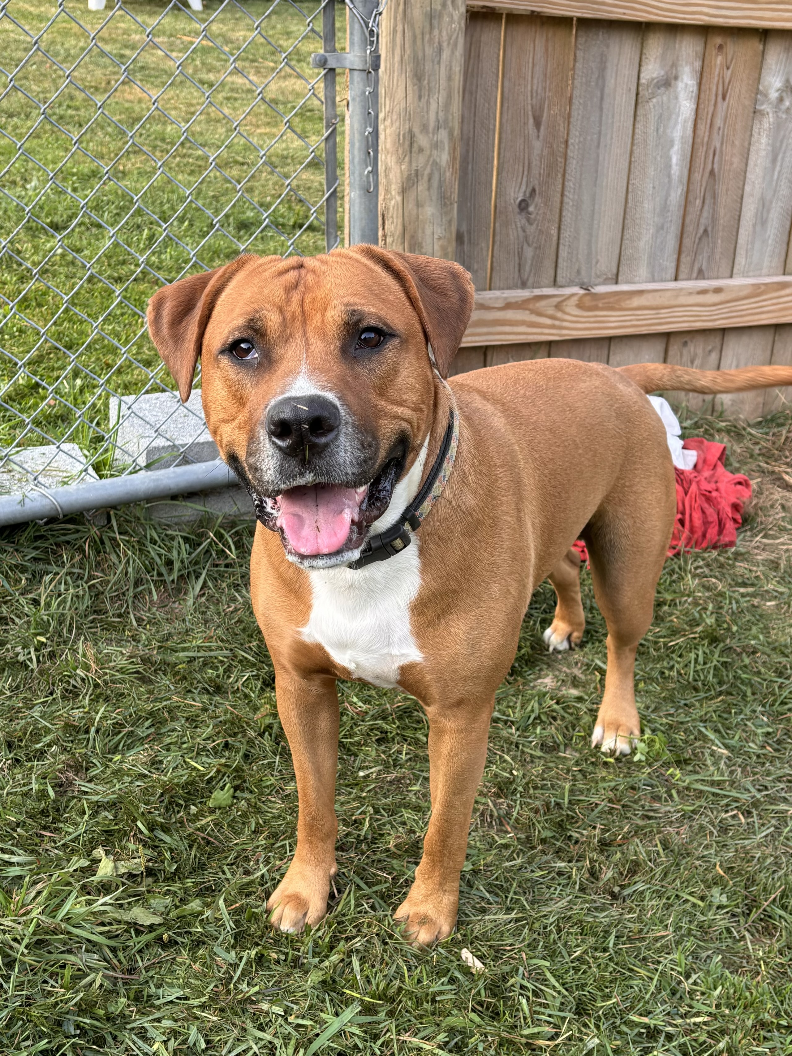 Tristan, Adopted, Adult Male Mastiff & Pit Bull Terrier.