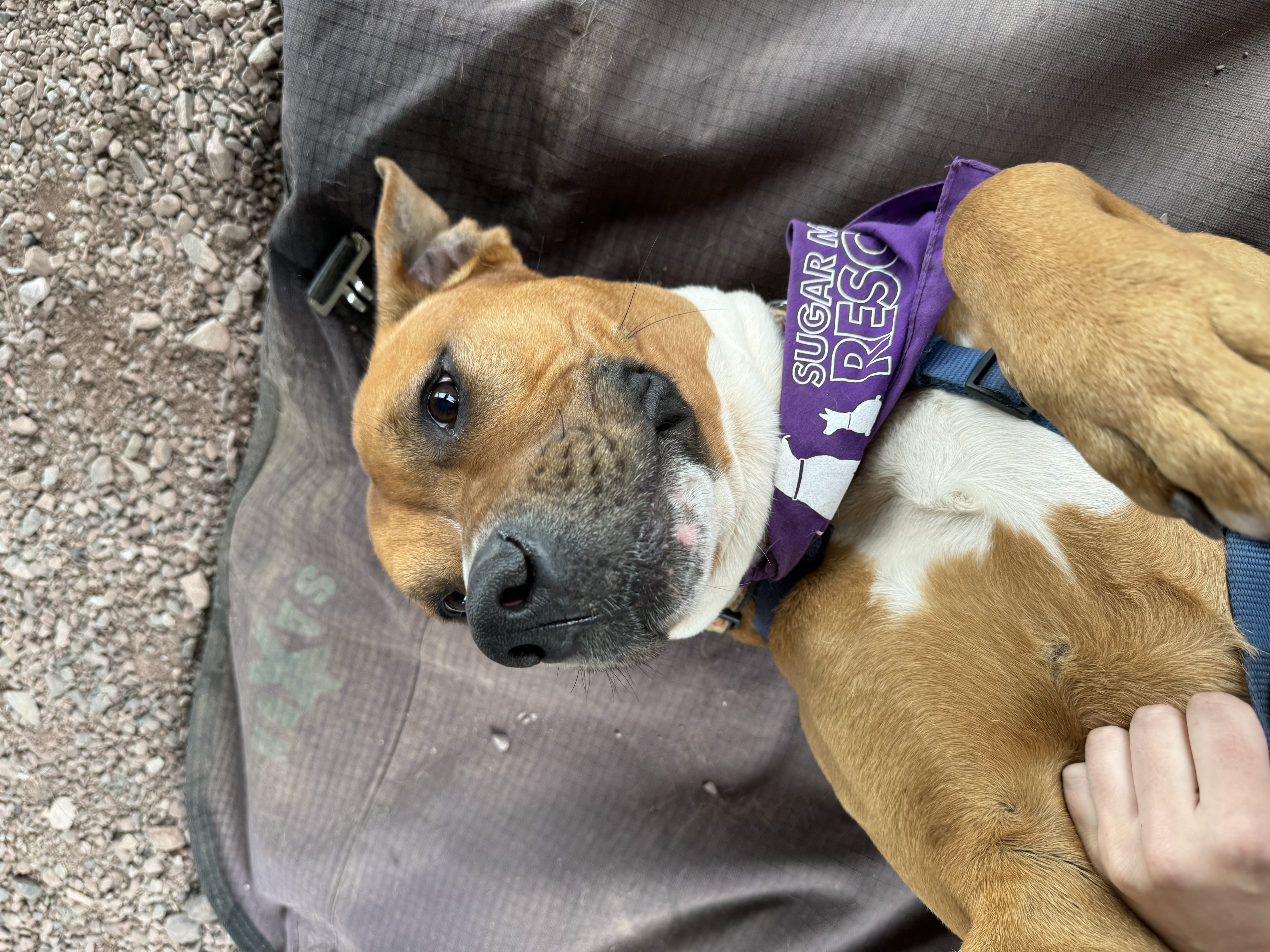 Tristan, a Adopted mixed breed in Greentown, PA image 6/6