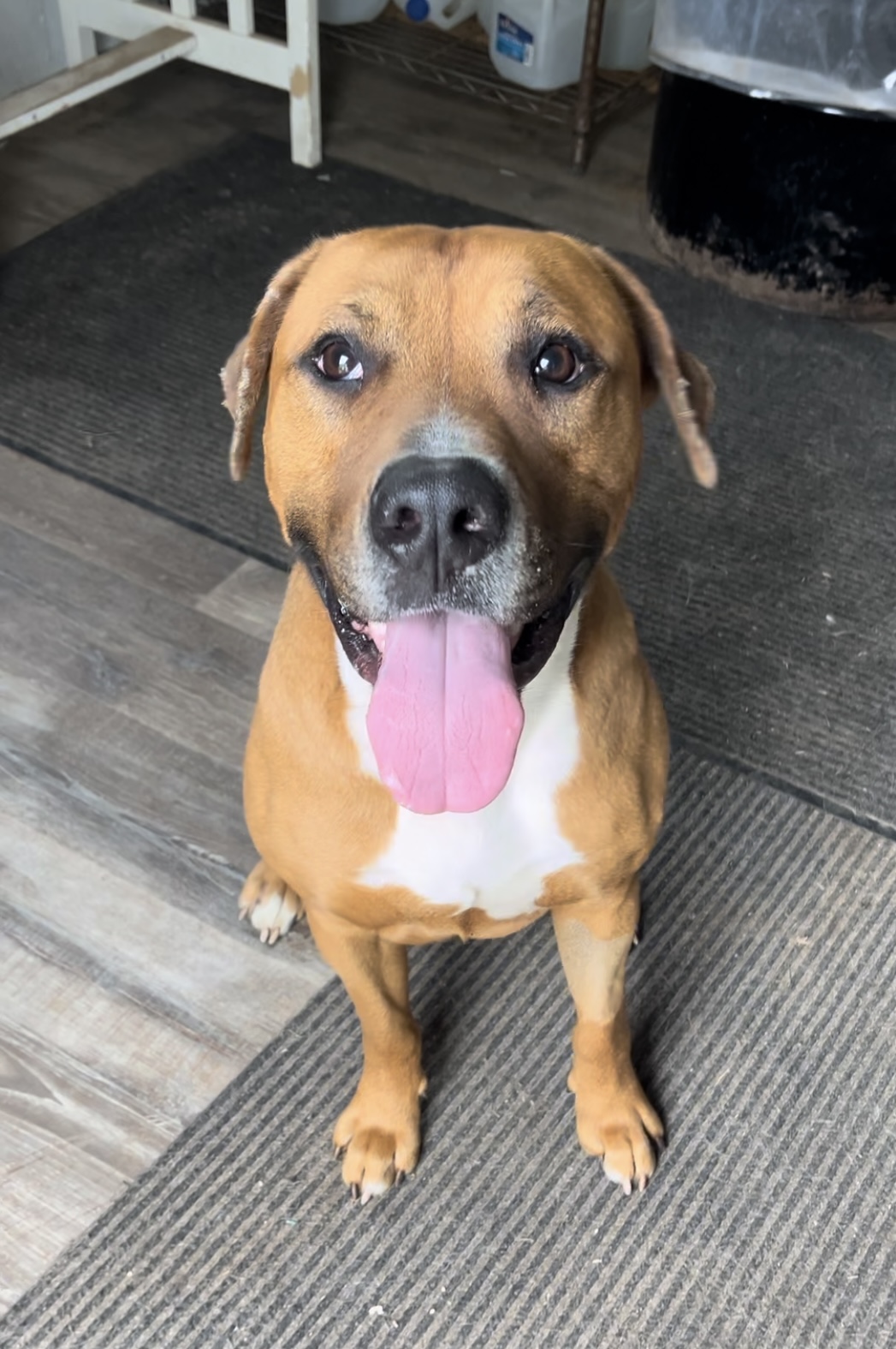 Tristan, a Adopted mixed breed in Greentown, PA image 3/6