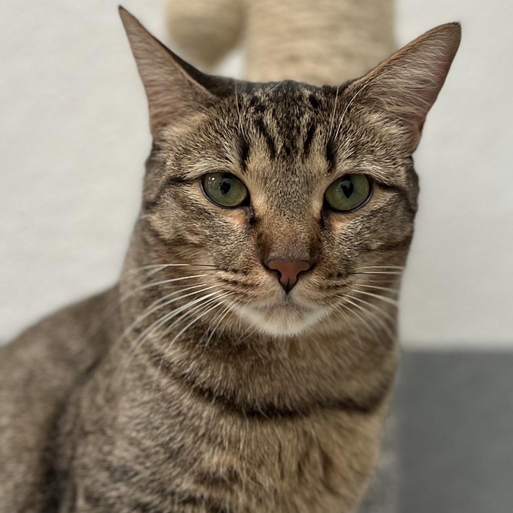 Jar Jar, Adoptable, Adult Female Domestic Short Hair.