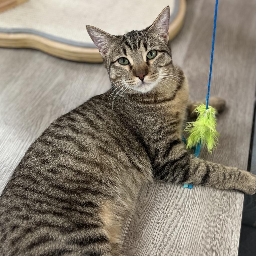 Enlarge Jar Jar, a Adoptable Domestic Short Hair in Yucca Valley, CA image 3/6