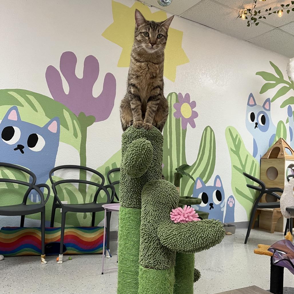 Enlarge Jar Jar, a Adoptable Domestic Short Hair in Yucca Valley, CA image 4/6