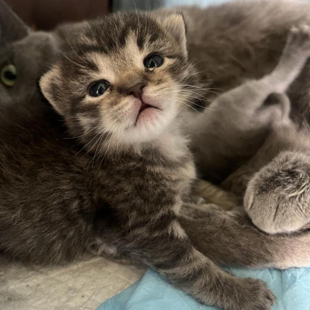 Enlarge Jar Jar, a Adoptable Domestic Short Hair in Yucca Valley, CA image 5/6