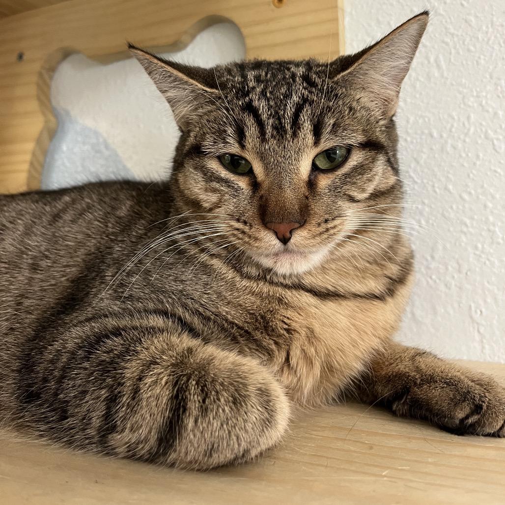 Enlarge Jar Jar, a Adoptable Domestic Short Hair in Yucca Valley, CA image 6/6