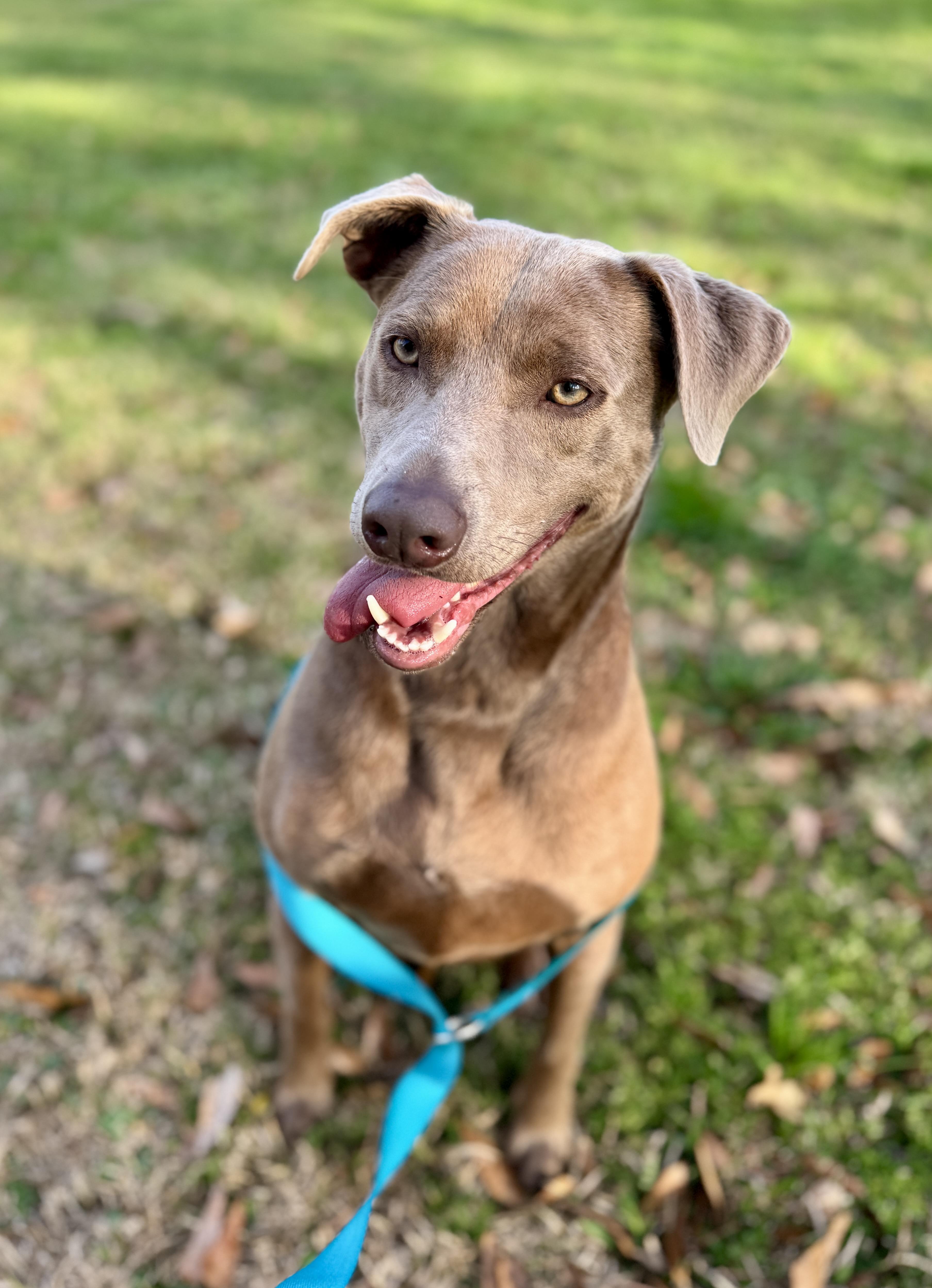 Enlarge Toby, a Adoptable mixed breed in Hartford, CT image 2/6
