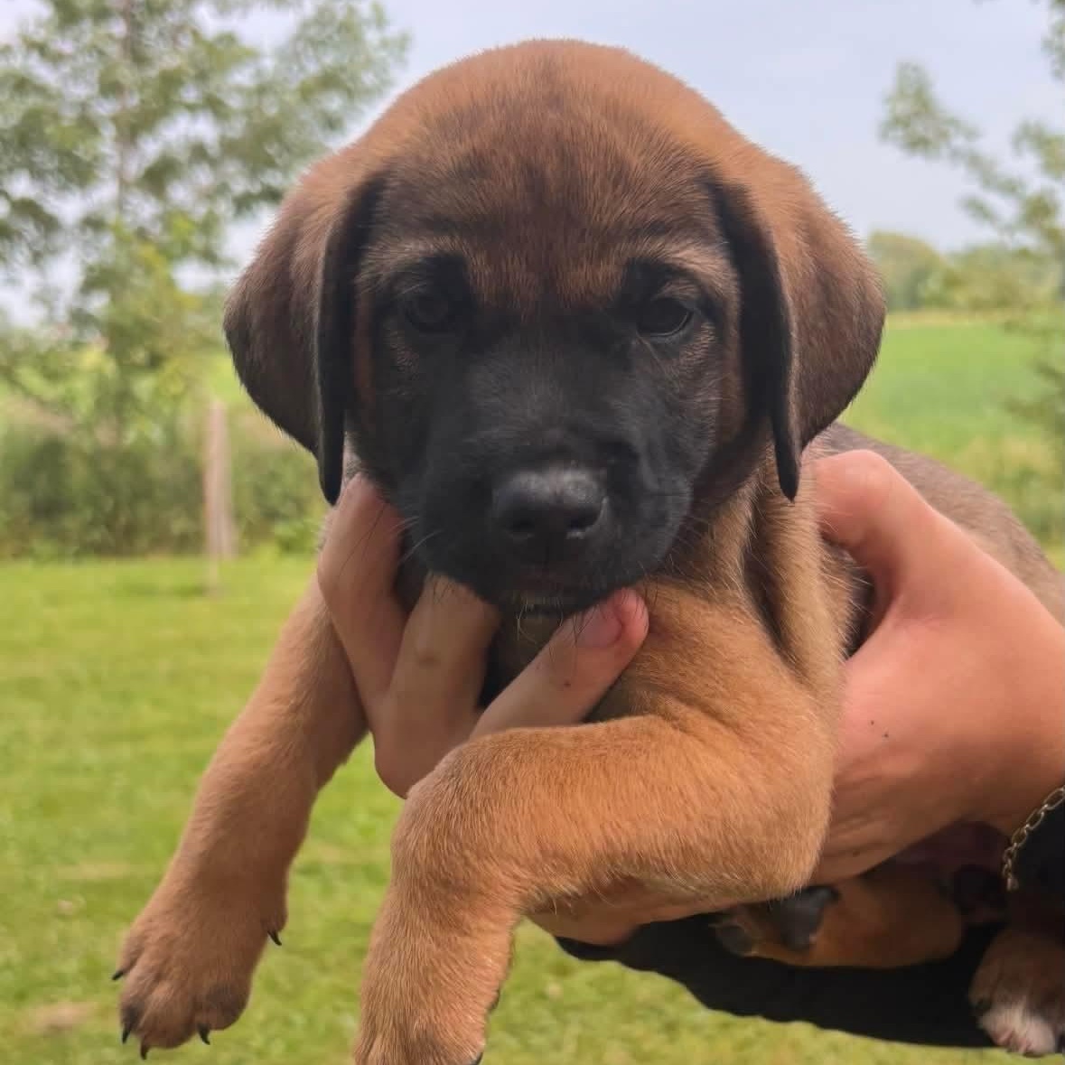Marge, ADOPTABLE, Puppy Female German Shepherd Dog & American Bulldog.