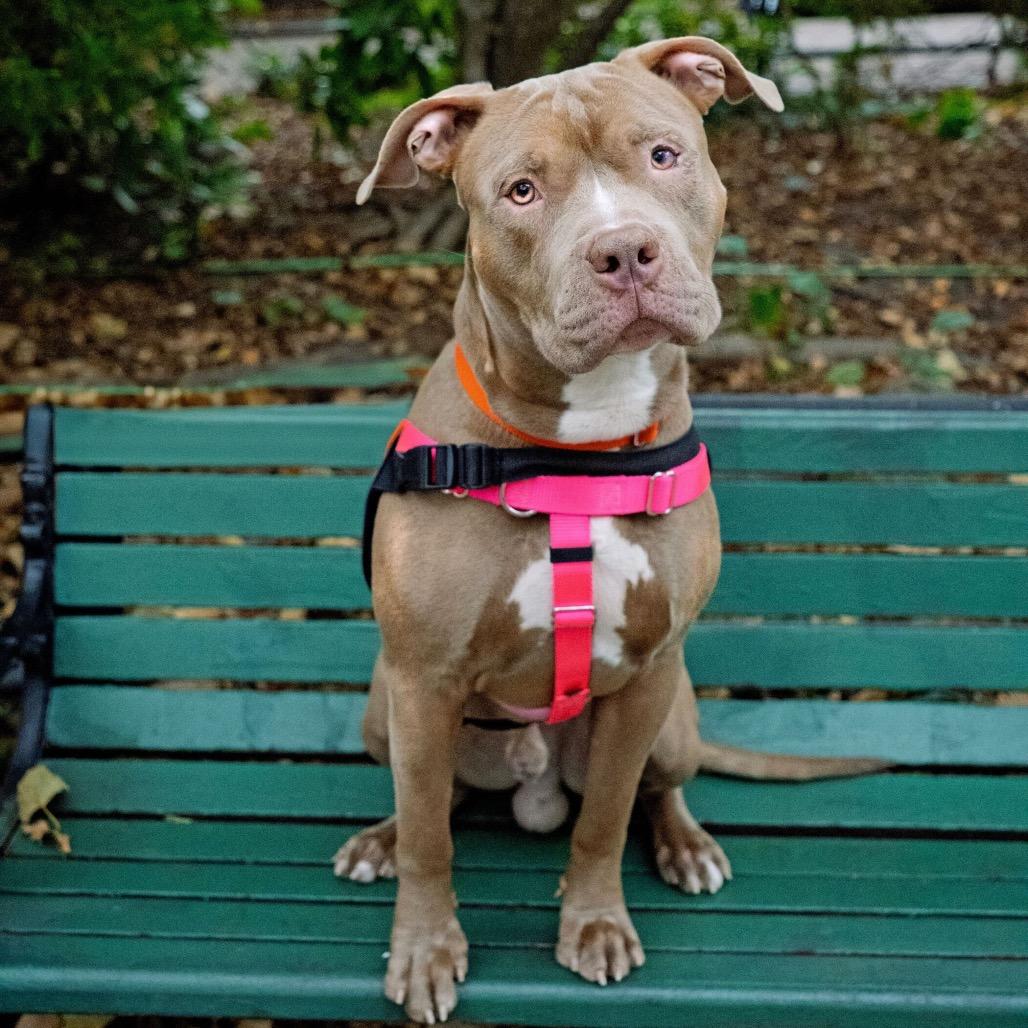 Enlarge Razza, a Adoptable Mixed Breed in Jersey City, NJ image 1/6