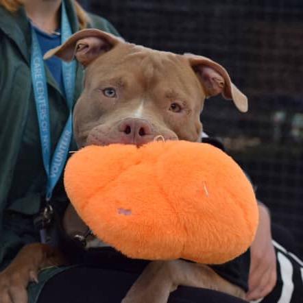 Enlarge Razza, a Adoptable Mixed Breed in Jersey City, NJ image 2/6