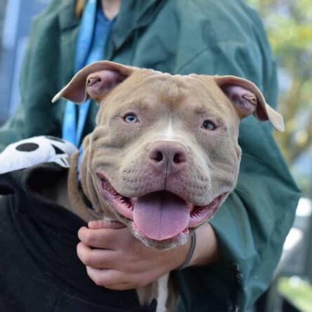 Enlarge Razza, a Adoptable Mixed Breed in Jersey City, NJ image 5/6