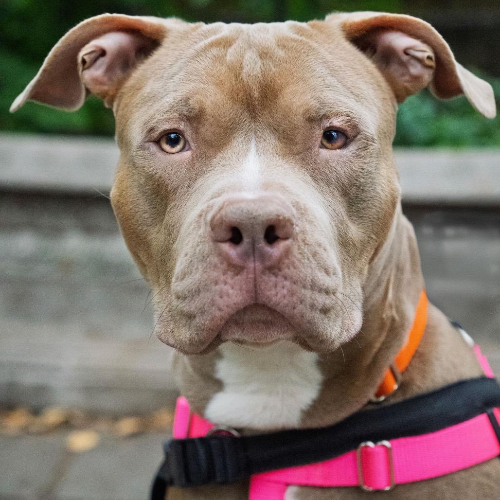 Enlarge Razza, a Adoptable Mixed Breed in Jersey City, NJ image 6/6