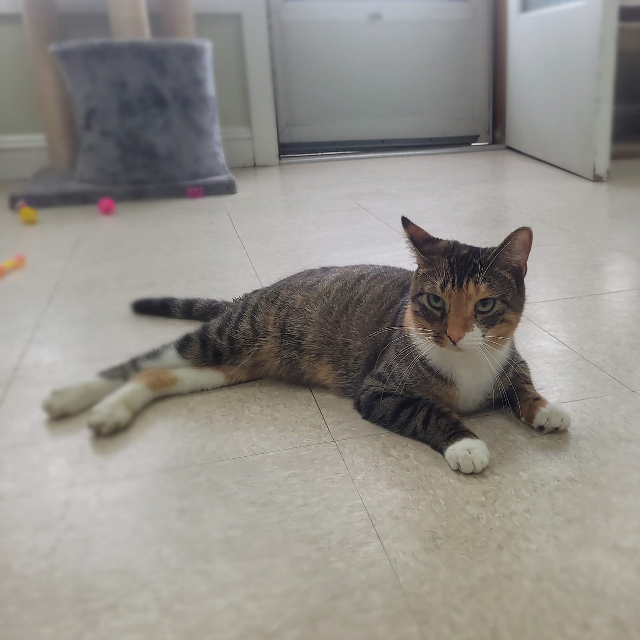 Piglet, a Adoptable Domestic Short Hair in Long Beach, NY image 1/4