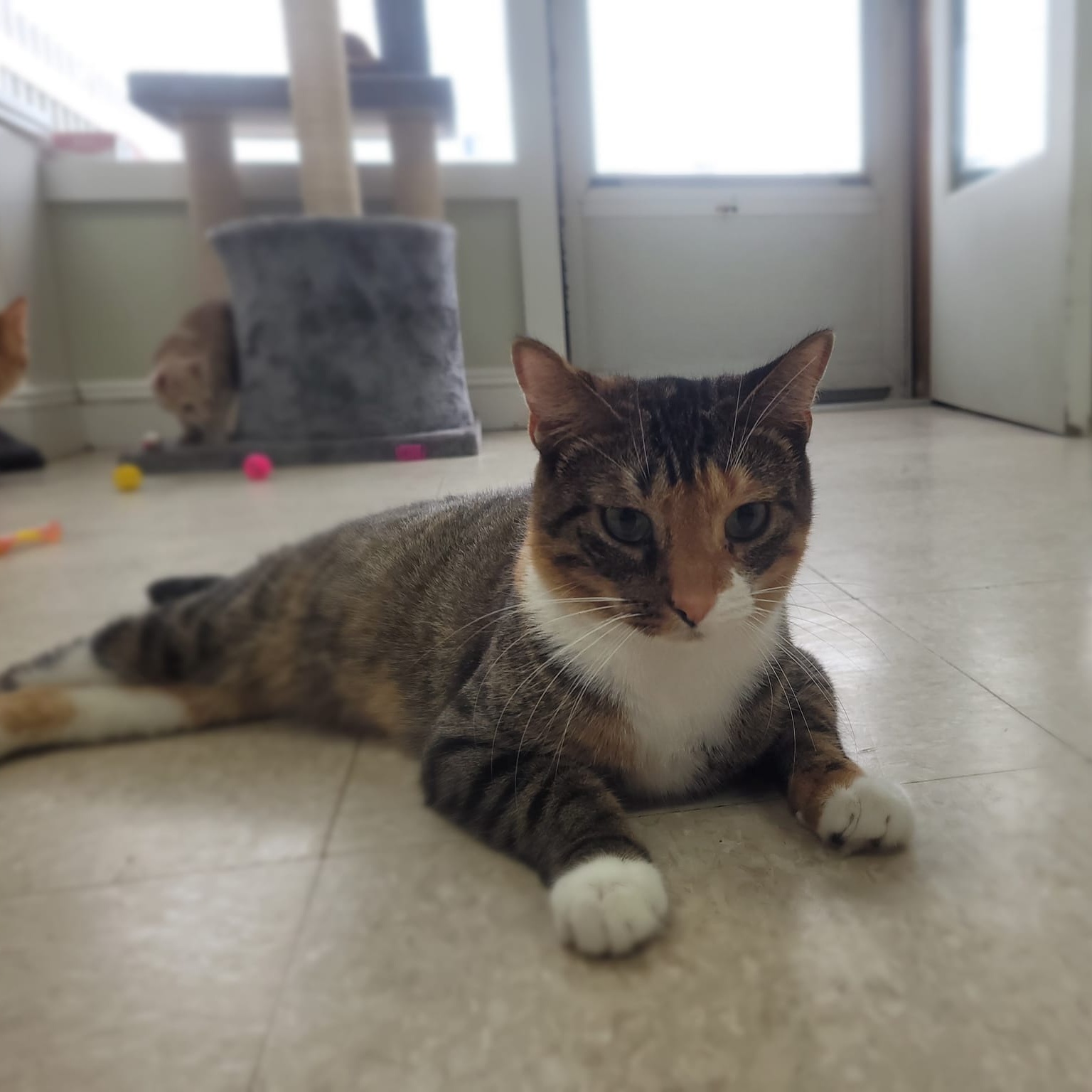 Piglet, a Adoptable Domestic Short Hair in Long Beach, NY image 2/4