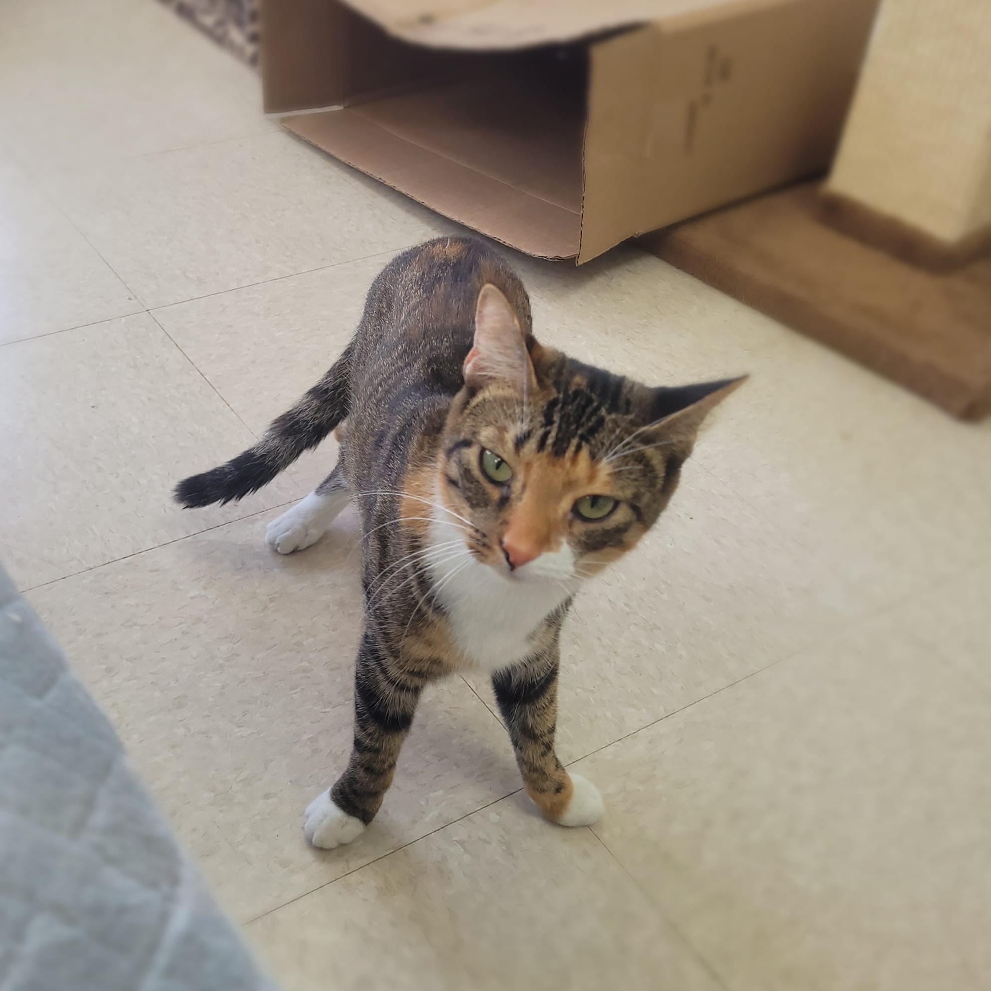 Piglet, a Adoptable Domestic Short Hair in Long Beach, NY image 3/4