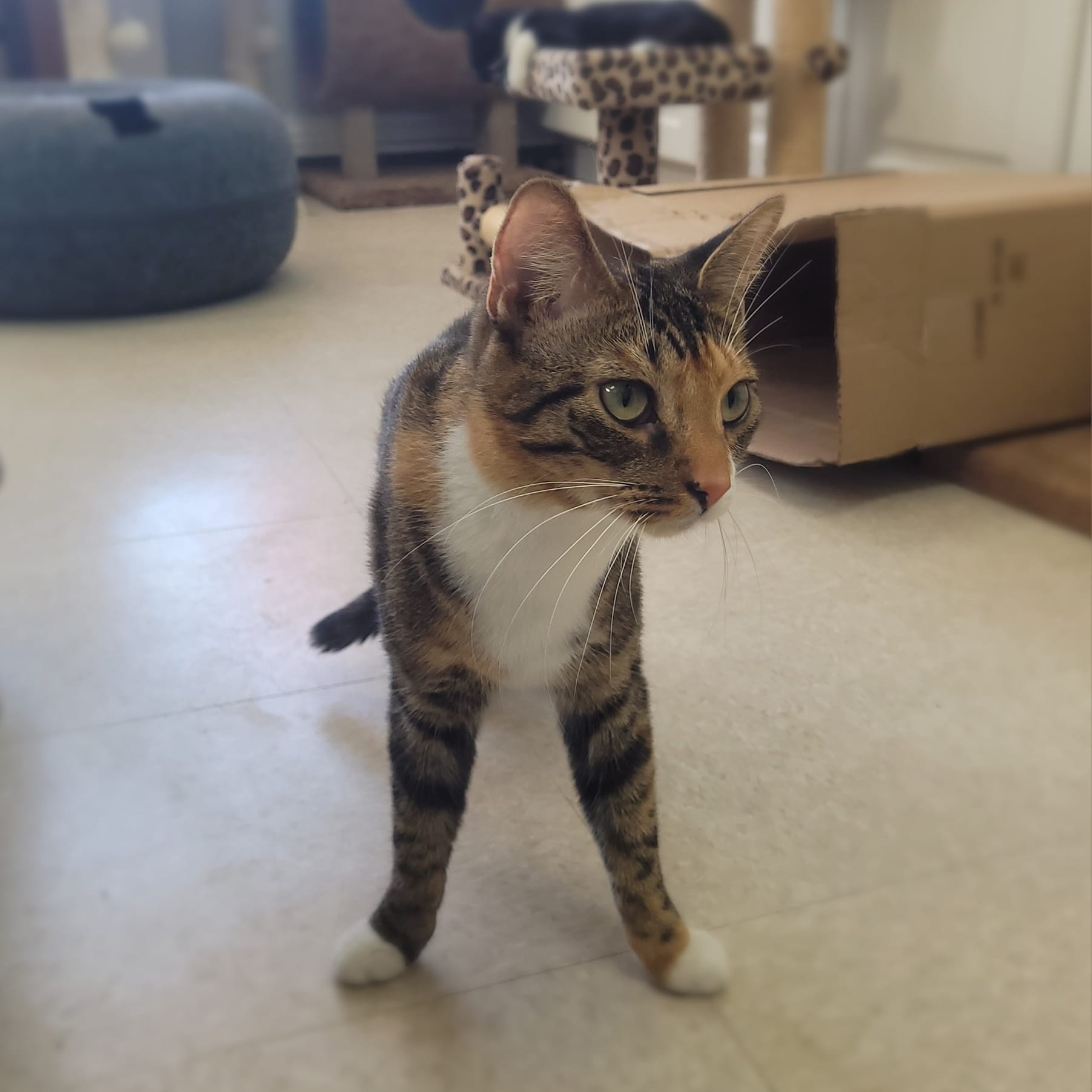 Piglet, a Adoptable Domestic Short Hair in Long Beach, NY image 4/4