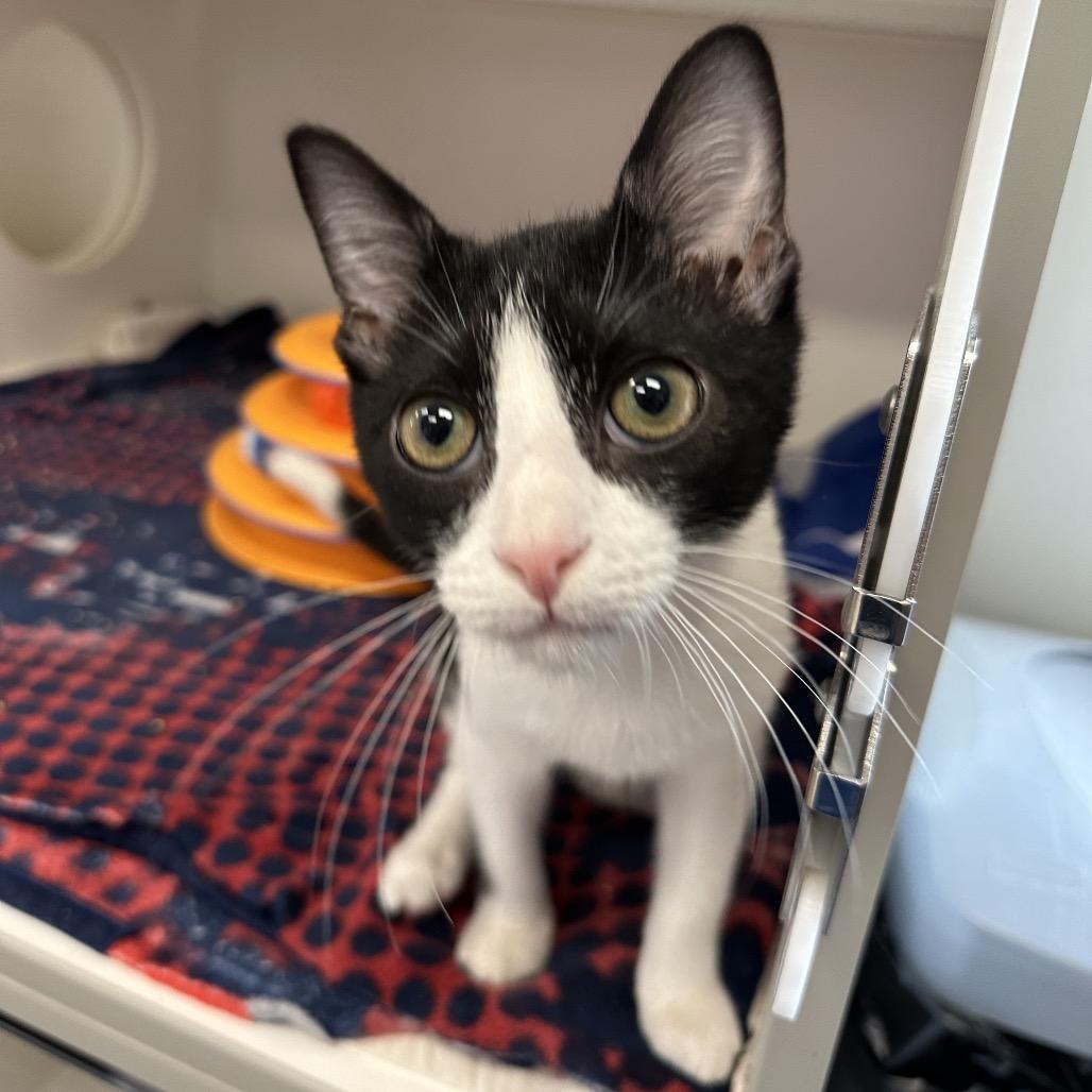 Tundra, Adoptable, Kitten Male Domestic Short Hair.