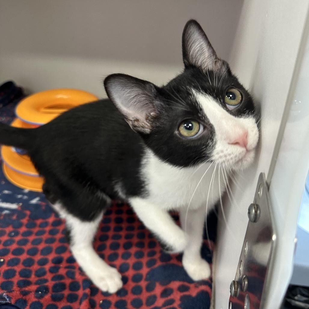 Enlarge Tundra, a Adoptable Domestic Short Hair in Jupiter, FL image 2/5