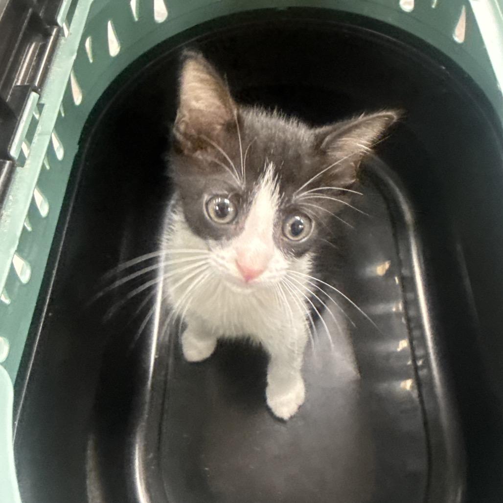 Enlarge Tundra, a Adoptable Domestic Short Hair in Jupiter, FL image 3/5