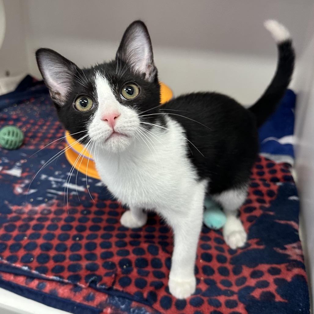 Enlarge Tundra, a Adoptable Domestic Short Hair in Jupiter, FL image 4/5