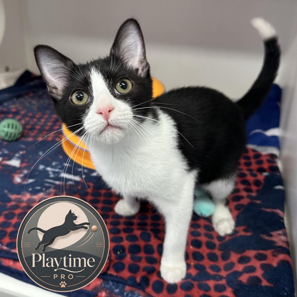 Enlarge Tundra, a Adoptable Domestic Short Hair in Jupiter, FL image 5/5