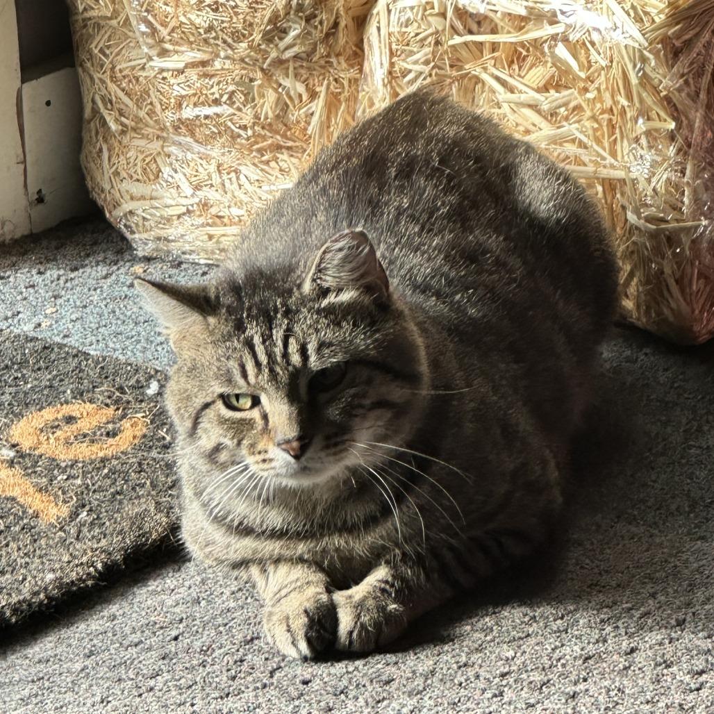 Enlarge Lynx, a Adoptable Domestic Short Hair in Russellville, KY image 1/1