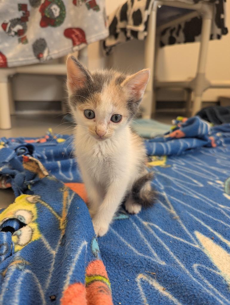Enlarge Tina, a Adoptable mixed breed in Barron, WI image 2/6