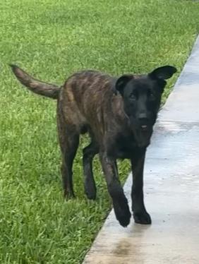 Enlarge Tigger, a Adoptable mixed breed in West Palm Beach, FL image 1/6