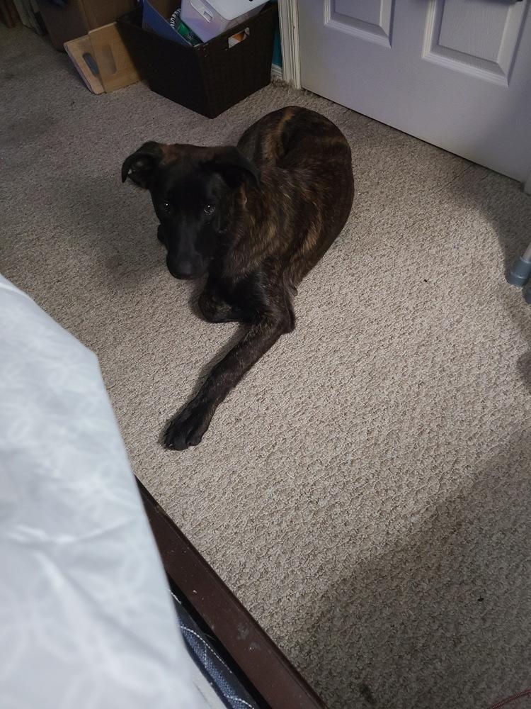 Enlarge Tigger, a Adoptable mixed breed in West Palm Beach, FL image 2/6