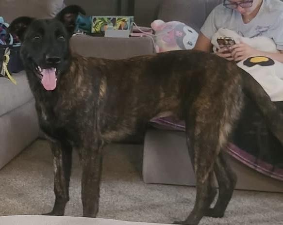 Enlarge Tigger, a Adoptable mixed breed in West Palm Beach, FL image 3/6