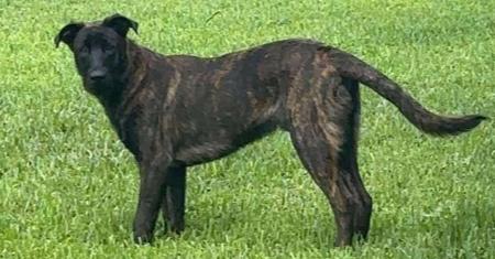 Enlarge Tigger, a Adoptable mixed breed in West Palm Beach, FL image 4/6