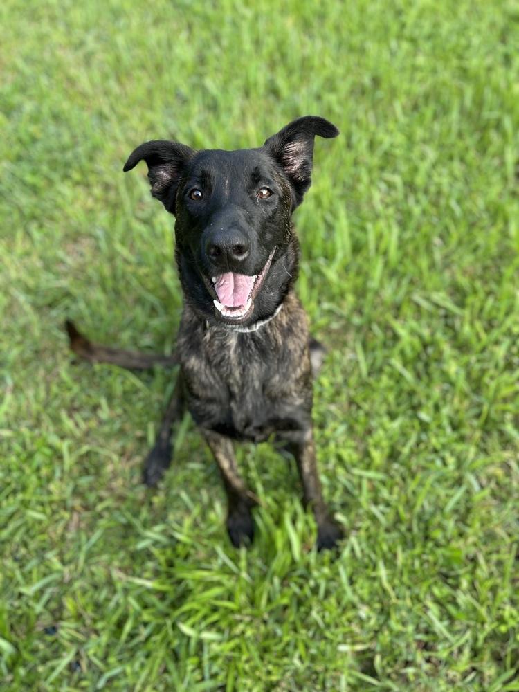 Enlarge Tigger, a Adoptable mixed breed in West Palm Beach, FL image 5/6