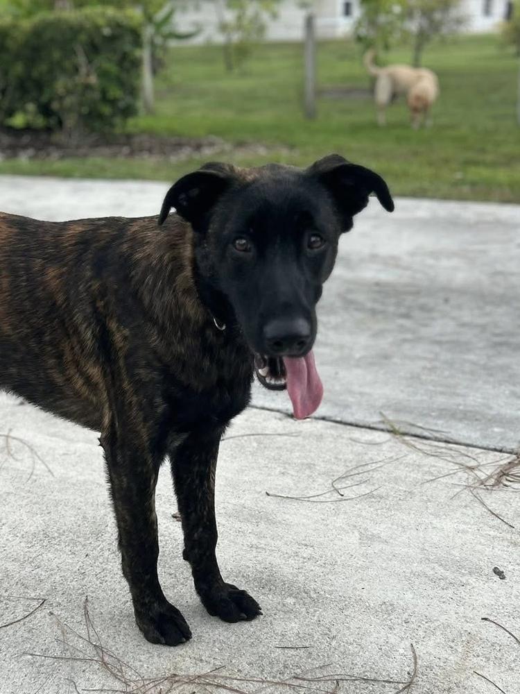 Enlarge Tigger, a Adoptable mixed breed in West Palm Beach, FL image 6/6
