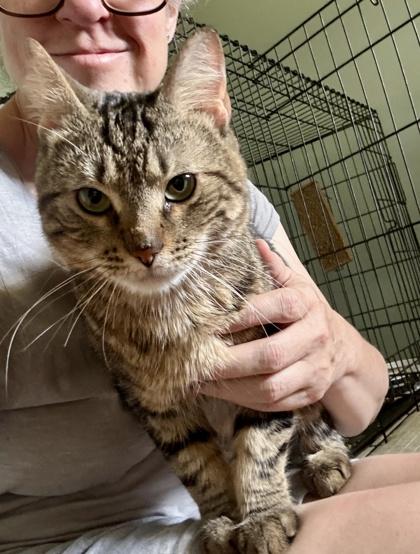 Ross - Available in Foster, Adoptable, Adult Male Domestic Short Hair & Domestic Short Hair.