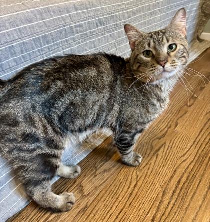 Enlarge Ross - Available in Foster, a Adoptable mixed breed in Madison, NJ image 3/3