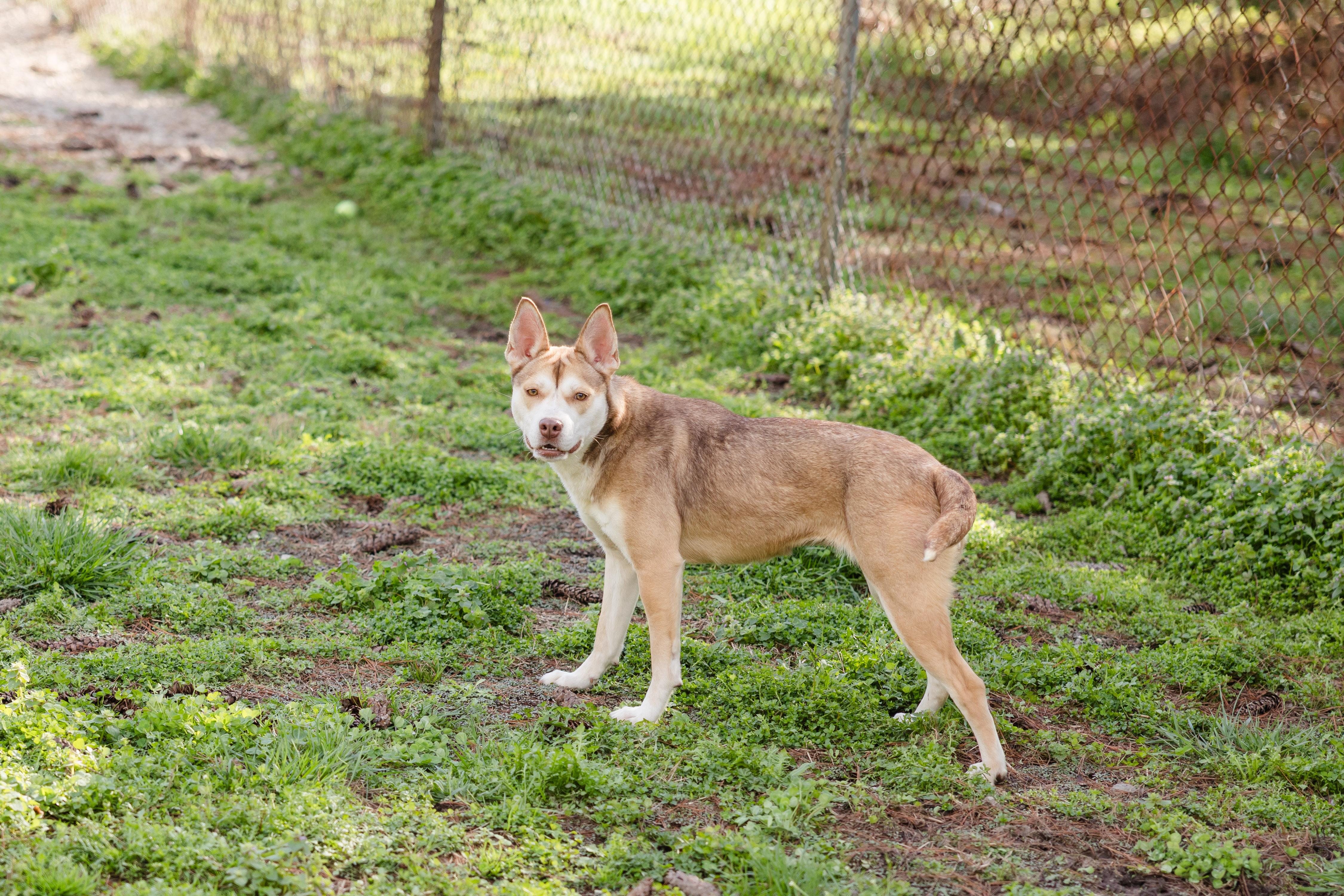 Enlarge Selena, a ADOPTABLE mixed breed in Newburgh, IN image 2/3
