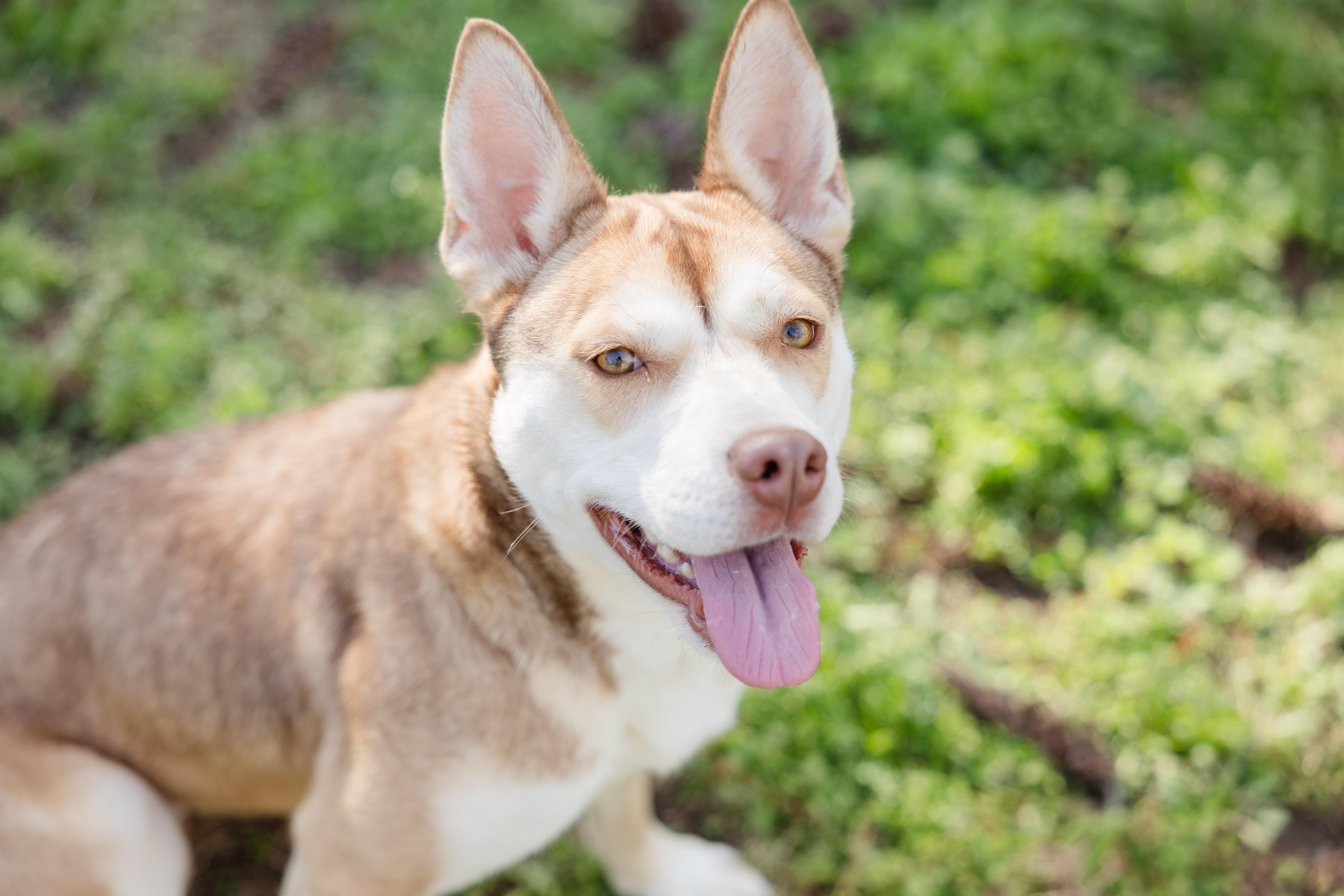 Enlarge Selena, a ADOPTABLE mixed breed in Newburgh, IN image 1/3