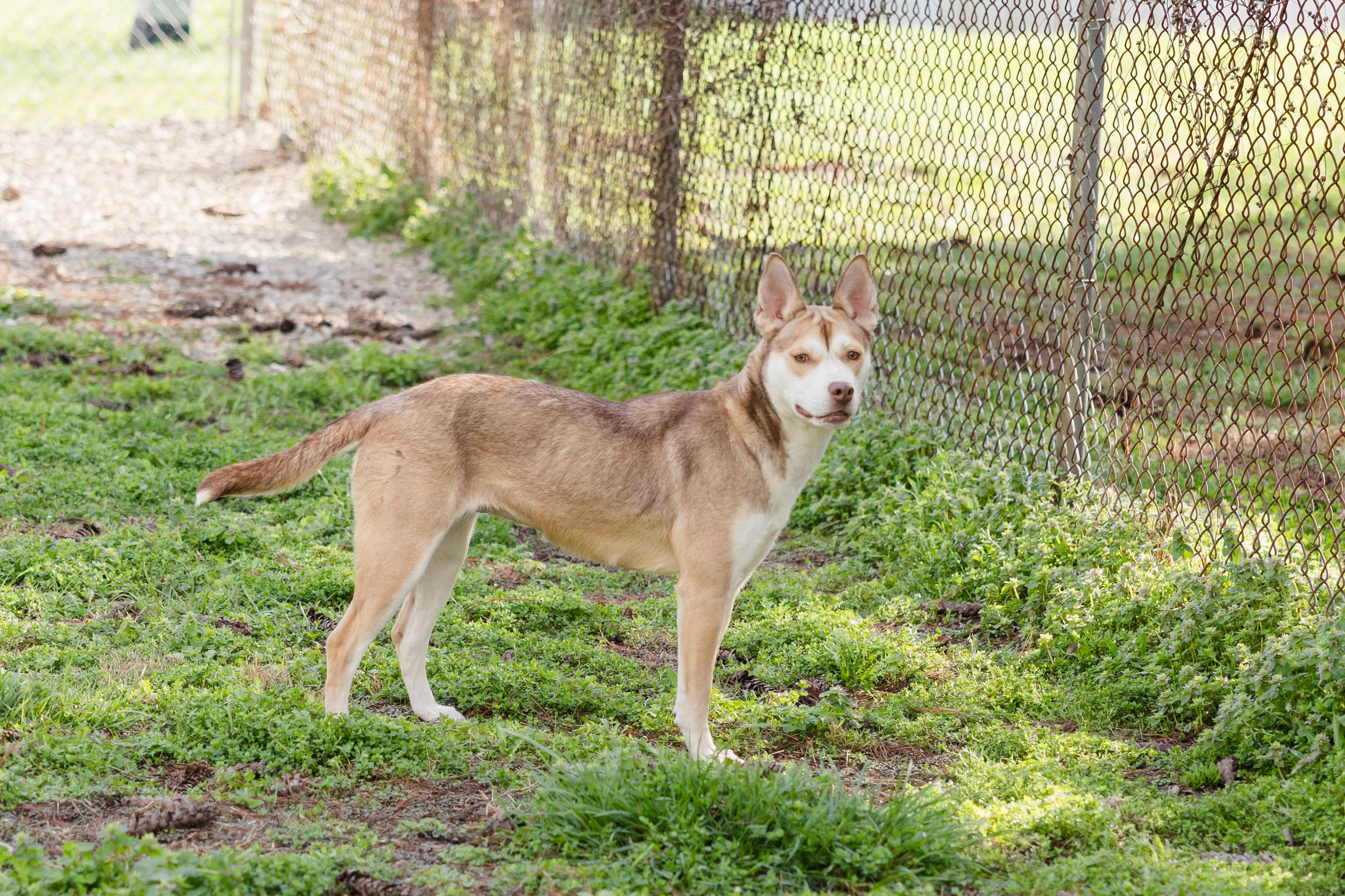 Enlarge Selena, a ADOPTABLE mixed breed in Newburgh, IN image 3/3