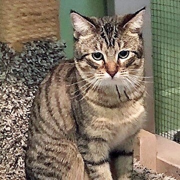CHEYENNE, a Adoptable Tabby in Prescott, AZ image 2/6