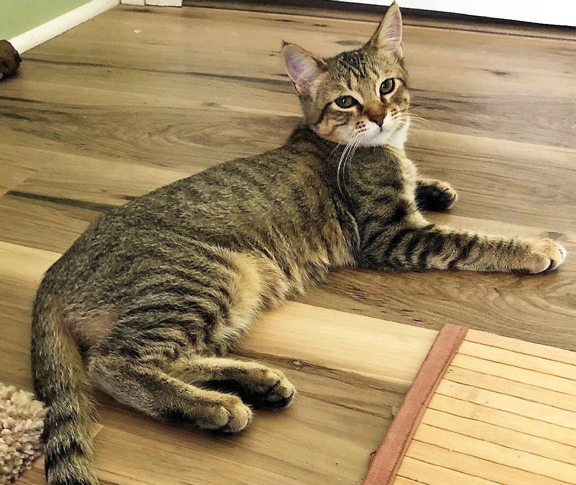 CHEYENNE, a Adoptable Tabby in Prescott, AZ image 3/6