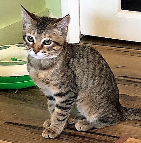 CHEYENNE, a Adoptable Tabby in Prescott, AZ image 4/6