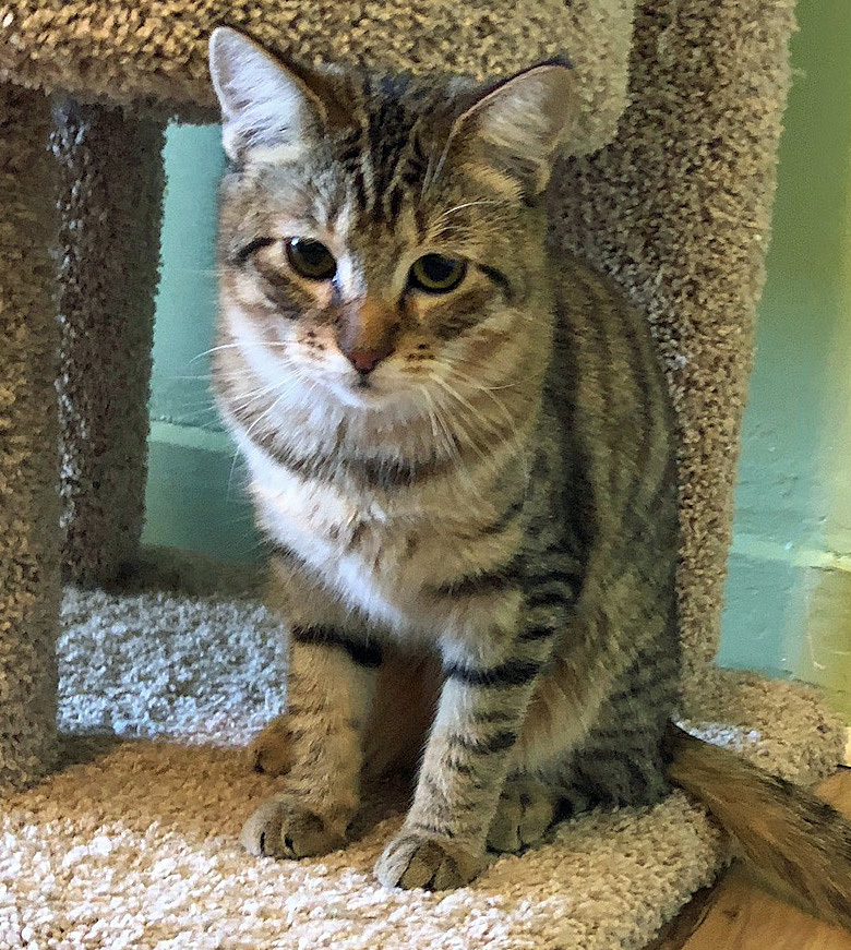 CHEYENNE, a Adoptable Tabby in Prescott, AZ image 5/6