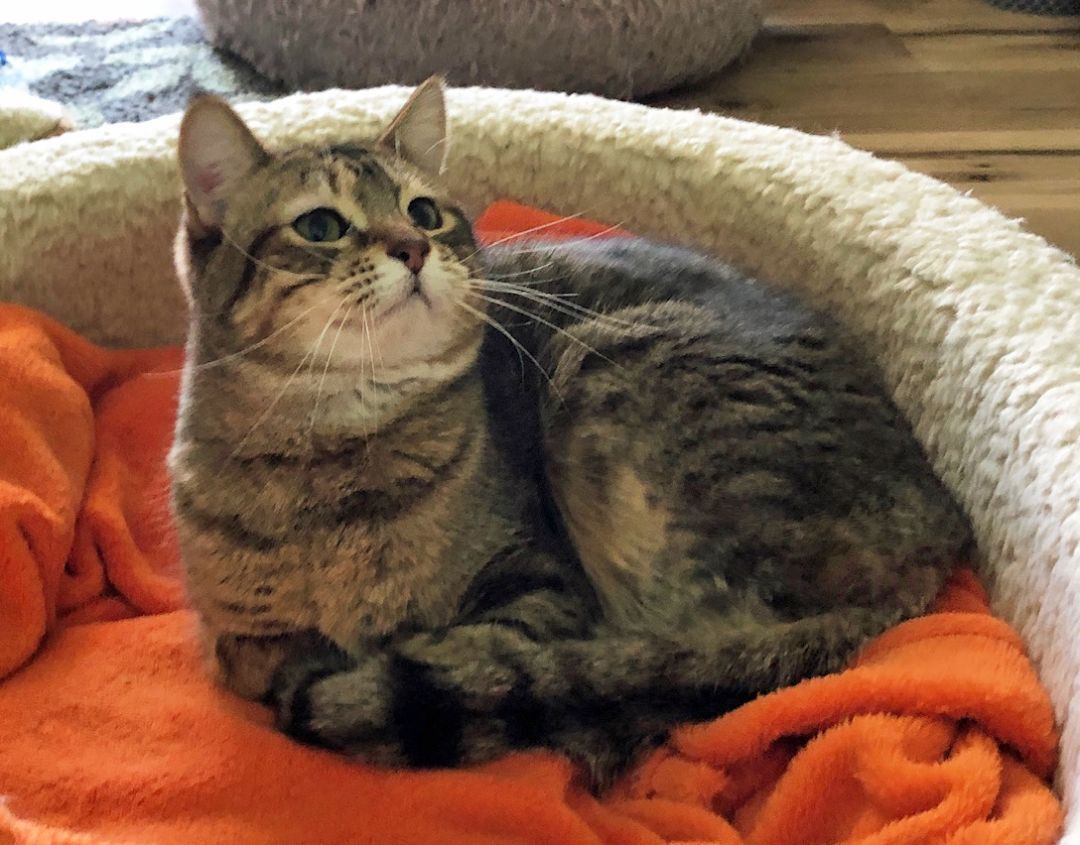 CHEYENNE, a Adoptable Tabby in Prescott, AZ image 1/6