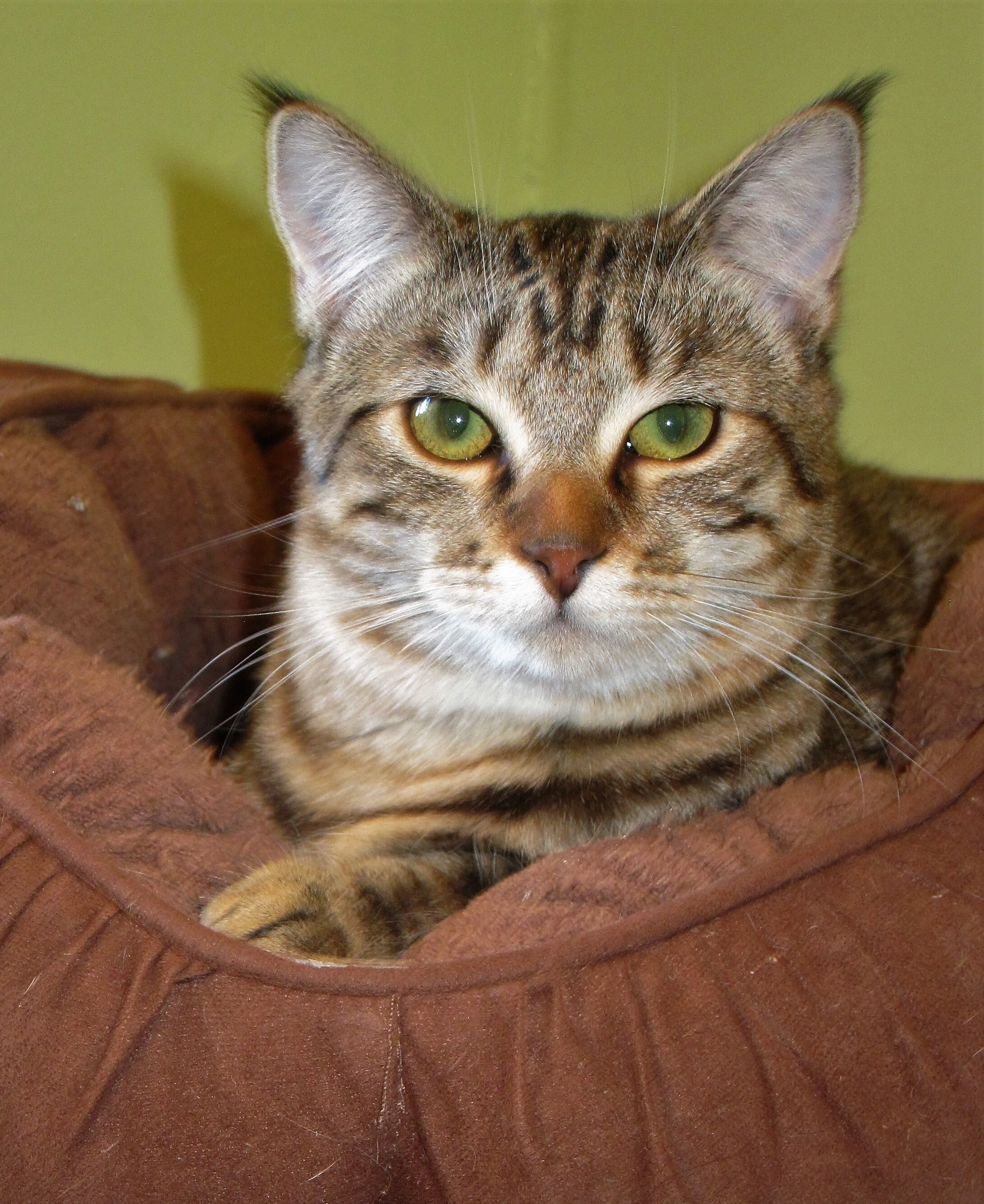 CHEYENNE, a Adoptable Tabby in Prescott, AZ image 6/6