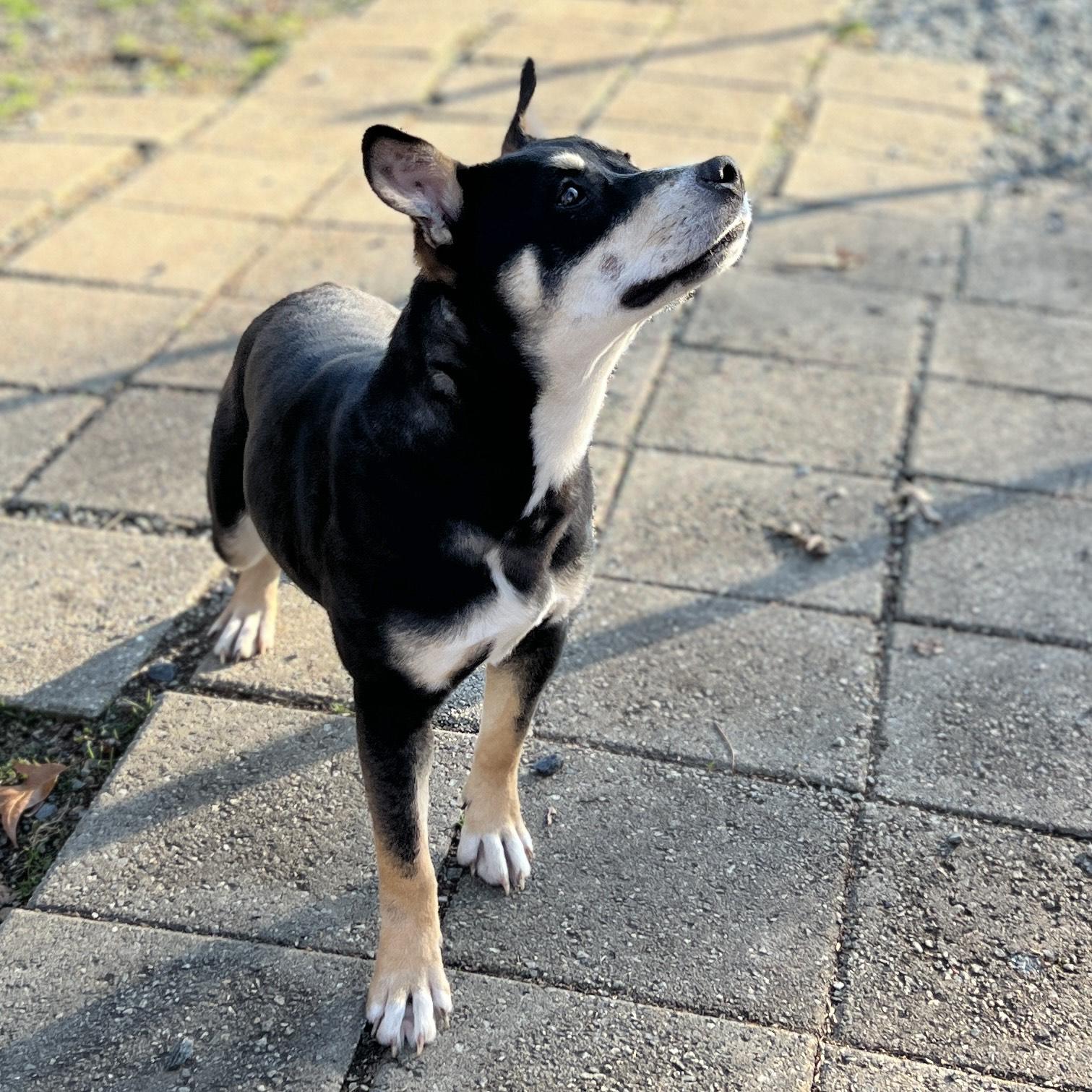 Enlarge Karma, a Adoptable Mixed Breed in Greensboro, NC image 2/6